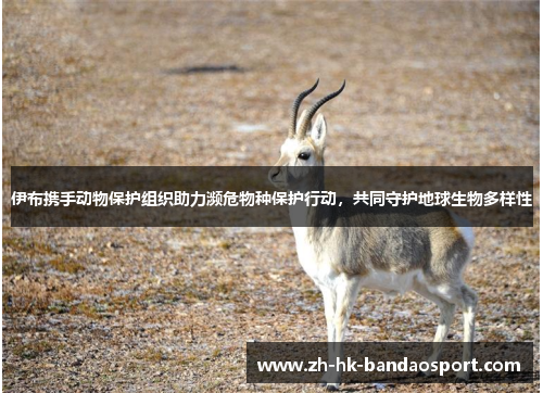 伊布携手动物保护组织助力濒危物种保护行动,共同守护地球生物多样性 伊布携手动物保护组织助力濒危物种保护行动,共同守护地球生物多样性